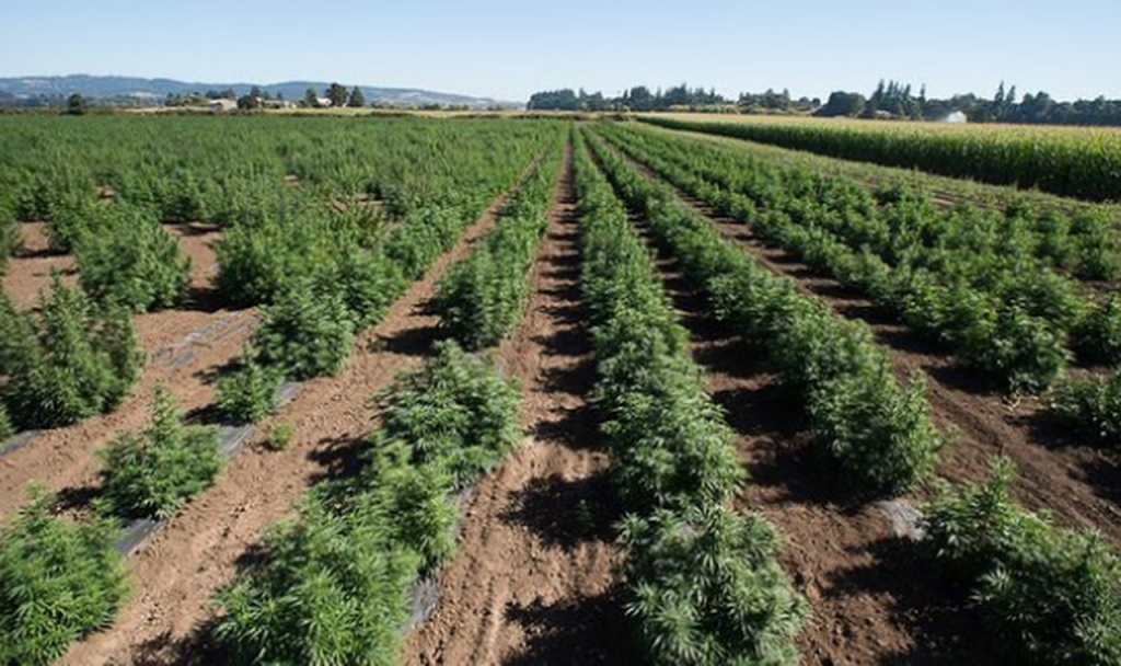 Oregon hemp feild