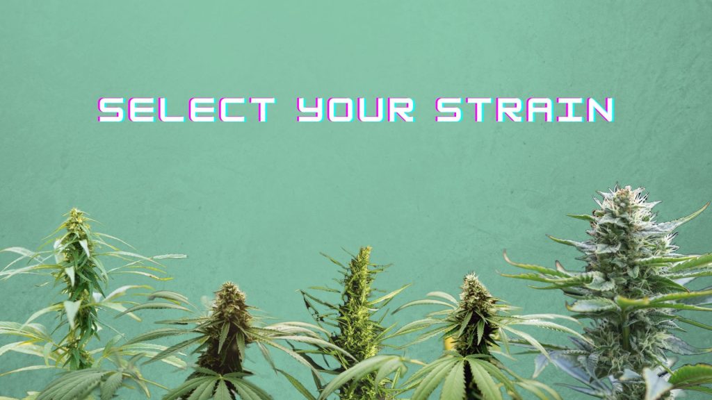 Select Your Strain Five Hemp Varieties